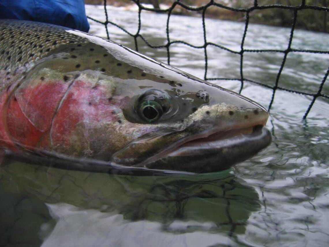 Steelhead